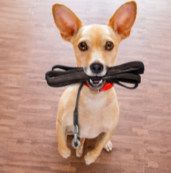 Dog with a leash