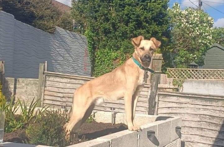Sylwia's dog